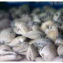 장안바다향 이미지