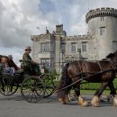 문화애견 이미지