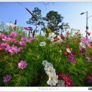 순천만의 추억 이미지