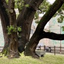 나무가 꿈꾸는 집 이미지