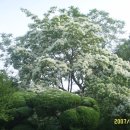 국도2호선 가로수길 이미지