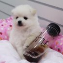 포동포동 이미지