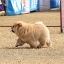 풍산개마을 이미지