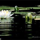 침묵속에피어나는우리 이미지