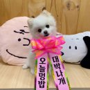 멍상궁 네이버블로그