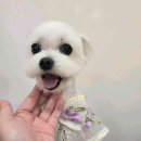 천동오토캠핑장(상) | 충북 단양 천동오토캠핑장