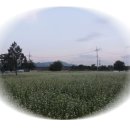 메밀꽃일다 이미지