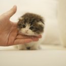 캣통령 잠실점 이미지