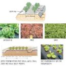 상추모종 심는시기 상추심기 물주기 키우기 쌈채소 상추종류 적상추 포기상추 이미지