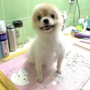 해맑은 애견미용 이미지