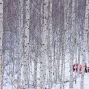 인제12-1 이미지