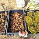 태평농장 이미지