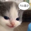 우림컴퍼니