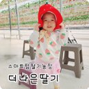 양감농장 | 화성 아이와 가볼만한곳｜양감 더나은딸기 딸기 수확체험 솔직후기🍓