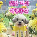 동산 | 천안 직산 애견카페 애댕동산 후기 | 반려견 화식도 파는 실내·야외 감성카페