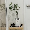 우드펫 | 집꾸 | 진짜 같은 조화, 펫플랜트 롱 엔카이셔스 우드다리 조화화분 후기