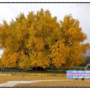 은행나무공인중개사사무소 이미지