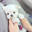 블리독 - 강북구 도봉로 388 | 송도강아지분양 정답은 블리독 인천본점!