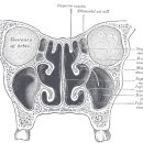 메가한의원 이미지