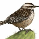 Cactus wren. 선인장굴뚝새 이미지