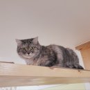 고양이의 봄, 묘랑묘랑 이미지