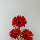 (주)윤이프컴 | [꾸까] 생화를 배송 받아 꽃다발 제작 후기 첫 꽃다발 제작 후기