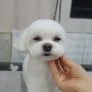 신운미애견미용실 이미지