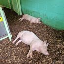 (주)인섹트바이오텍 이미지