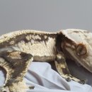 브리지데이 이미지