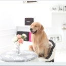 닥터훈트 이미지