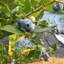 은곡농장 이미지