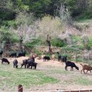 하빈염소농장 이미지