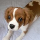 네모강아지 이미지