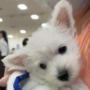 부산강아지분양 하이퍼피 네이버블로그