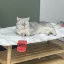 캣츠앤몬스터 이미지