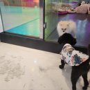 피터펫카페 일산점 이미지