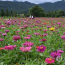 백일홍 - 경주시 임해로 115 | 백일홍