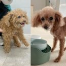 더힐링동물병원 이미지