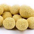 77수족관 이미지