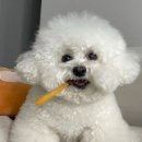 대한견식 이미지