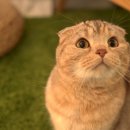 라오니 이미지