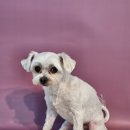 블루멍S | 교육놀이를 함께 복합애견유치원 창원애견유치원 블루멍S