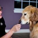 따라 애견학교 이미지