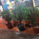 김밥사랑청구점
