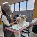 개인정애견샵 이미지