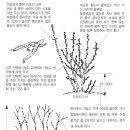 블루베리 가지치기~~ ^*^ 이미지