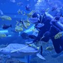 상어동천 이미지