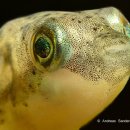 인디안 복어 (Indian Puffer) 이미지