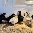 방문농장 이미지