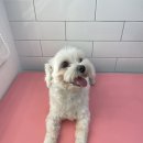 엘로이펫(L.ROYpet) 이미지